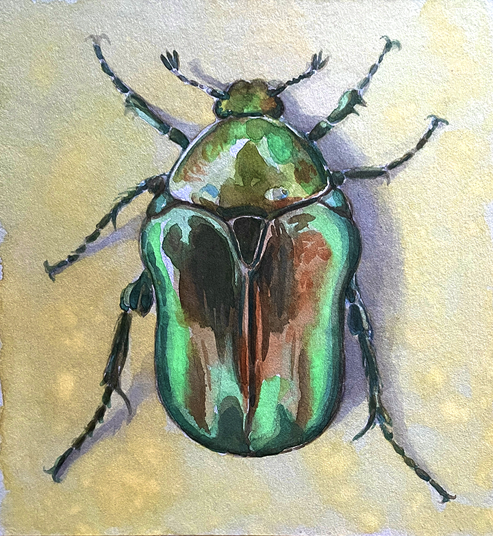 rose chafer