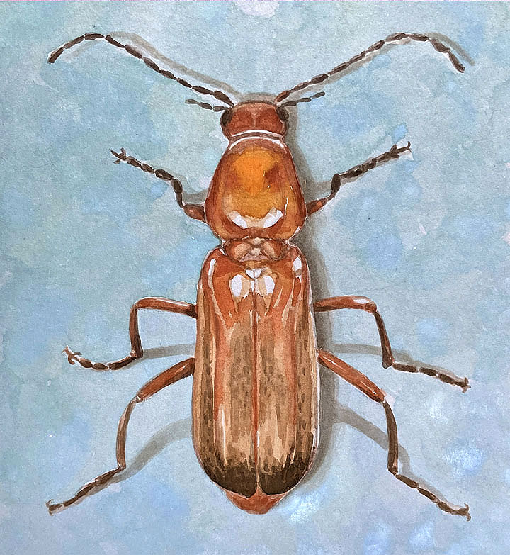 solder beetle