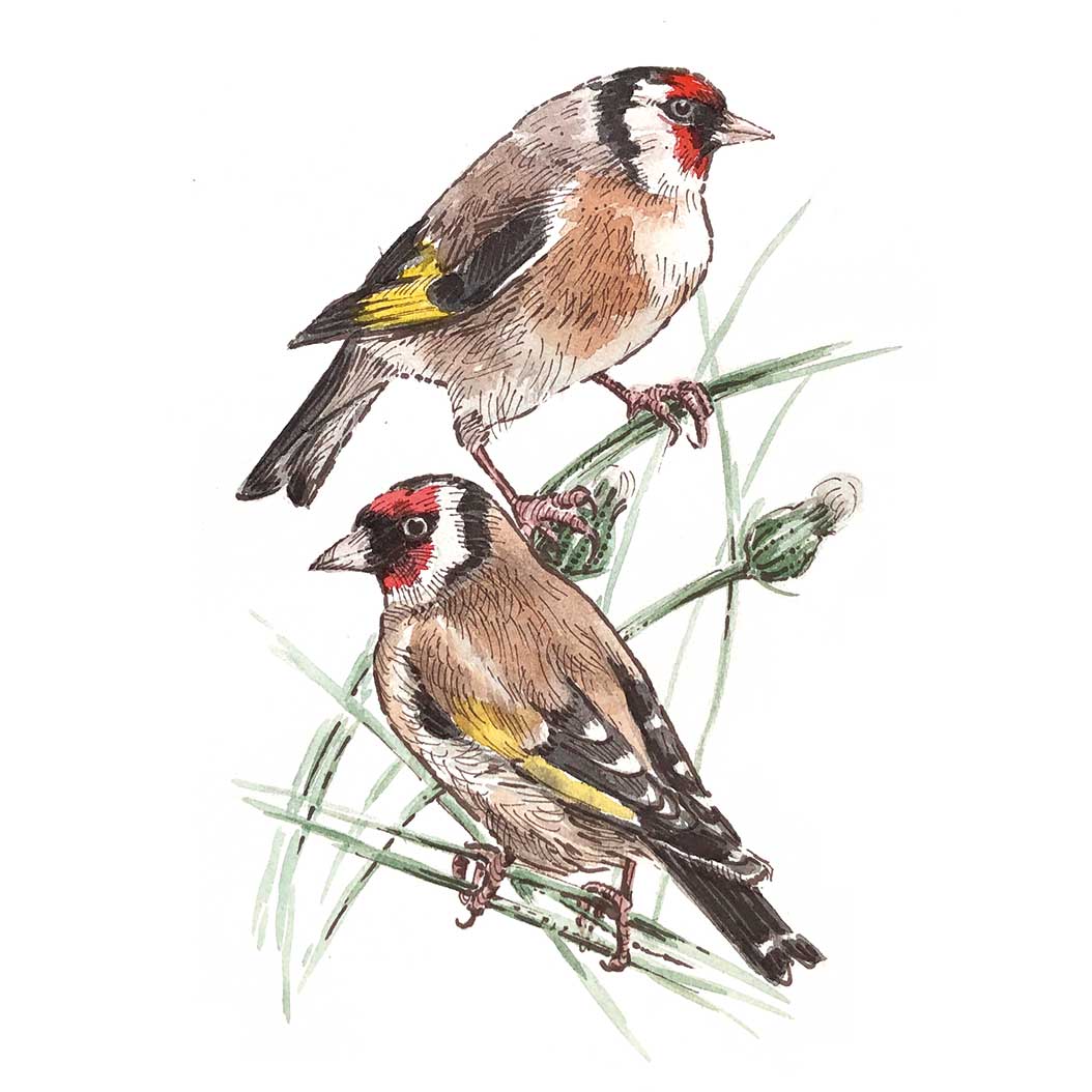 goldfinches illustration
