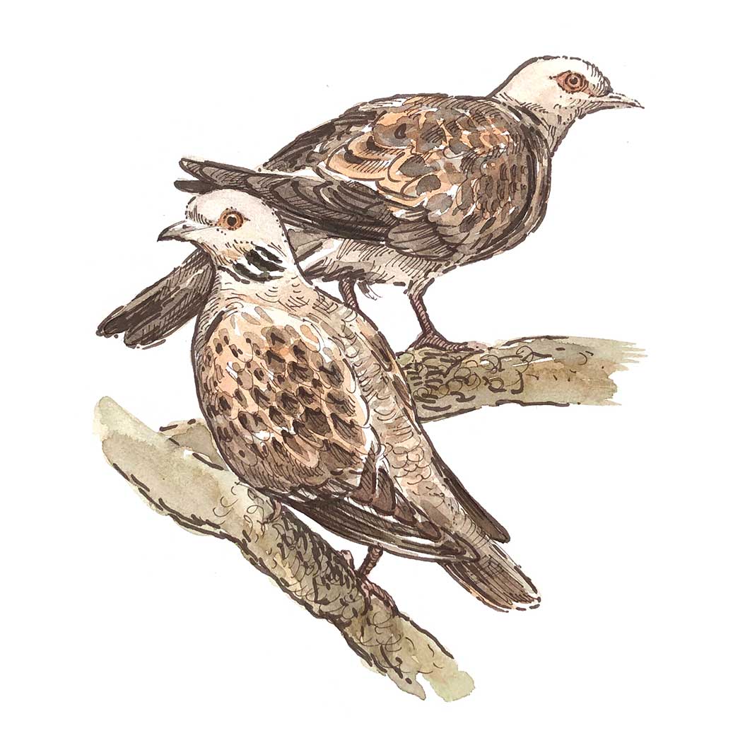 turtledoves illustration