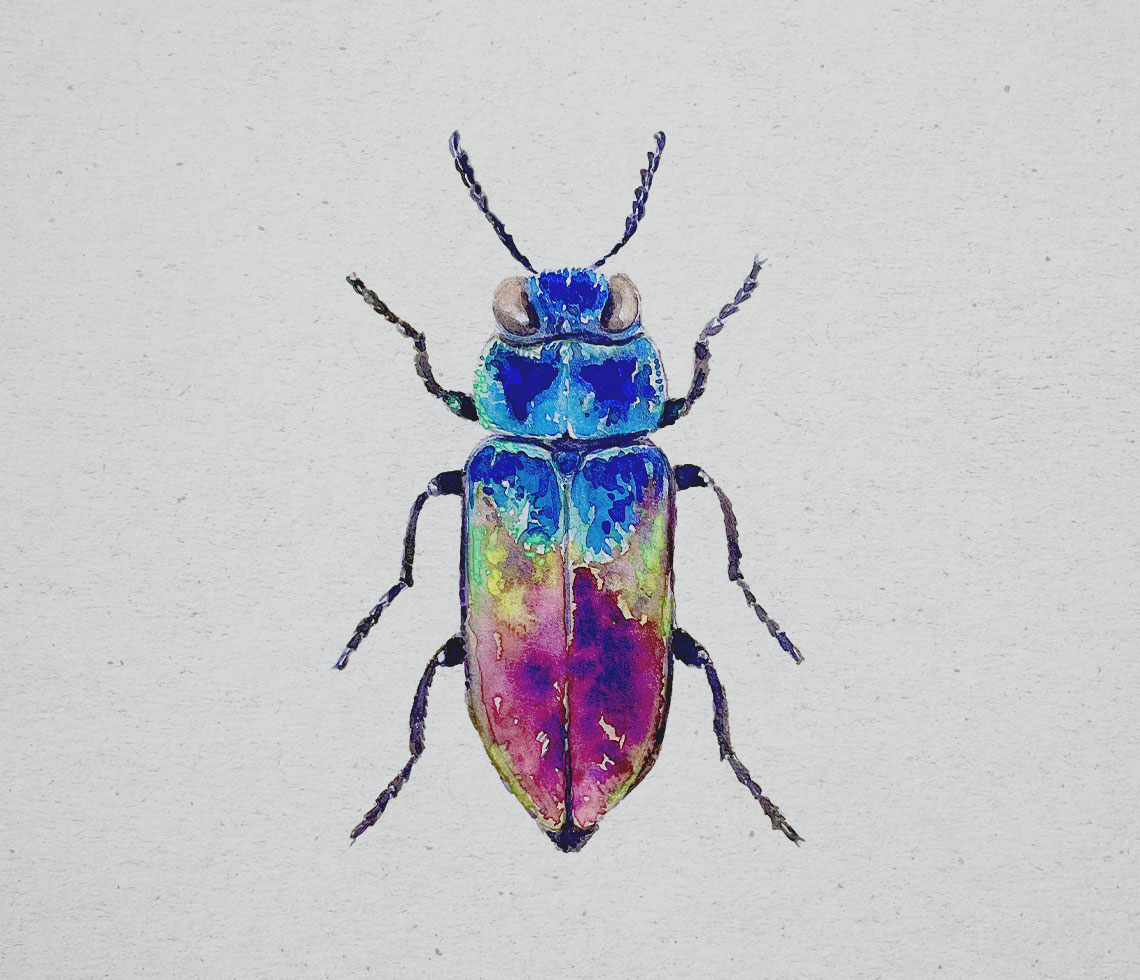 beetles illustrations