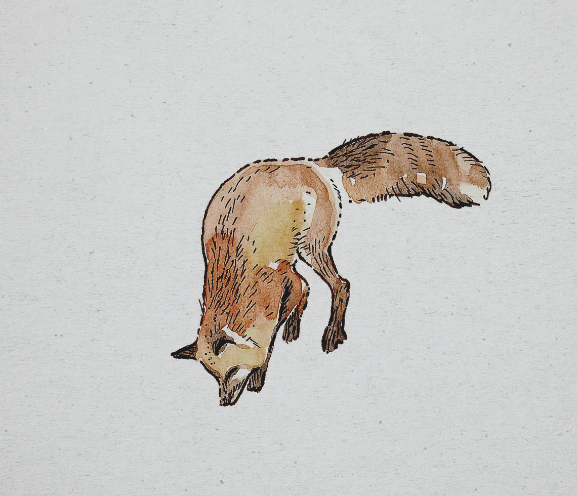 fox illustrations